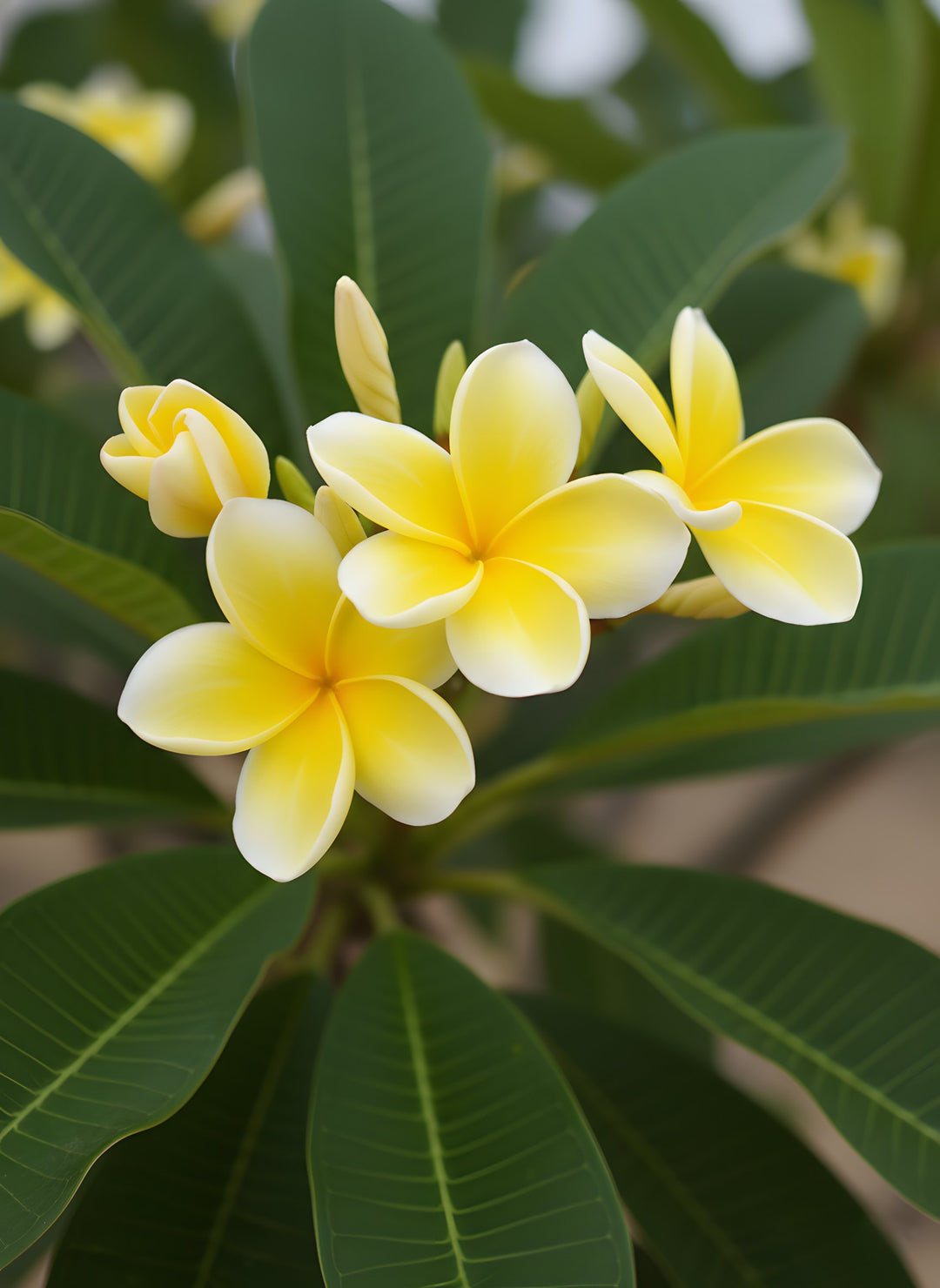 Plumeria Yellow 200mm Pot for sale Adelaide Plant Co