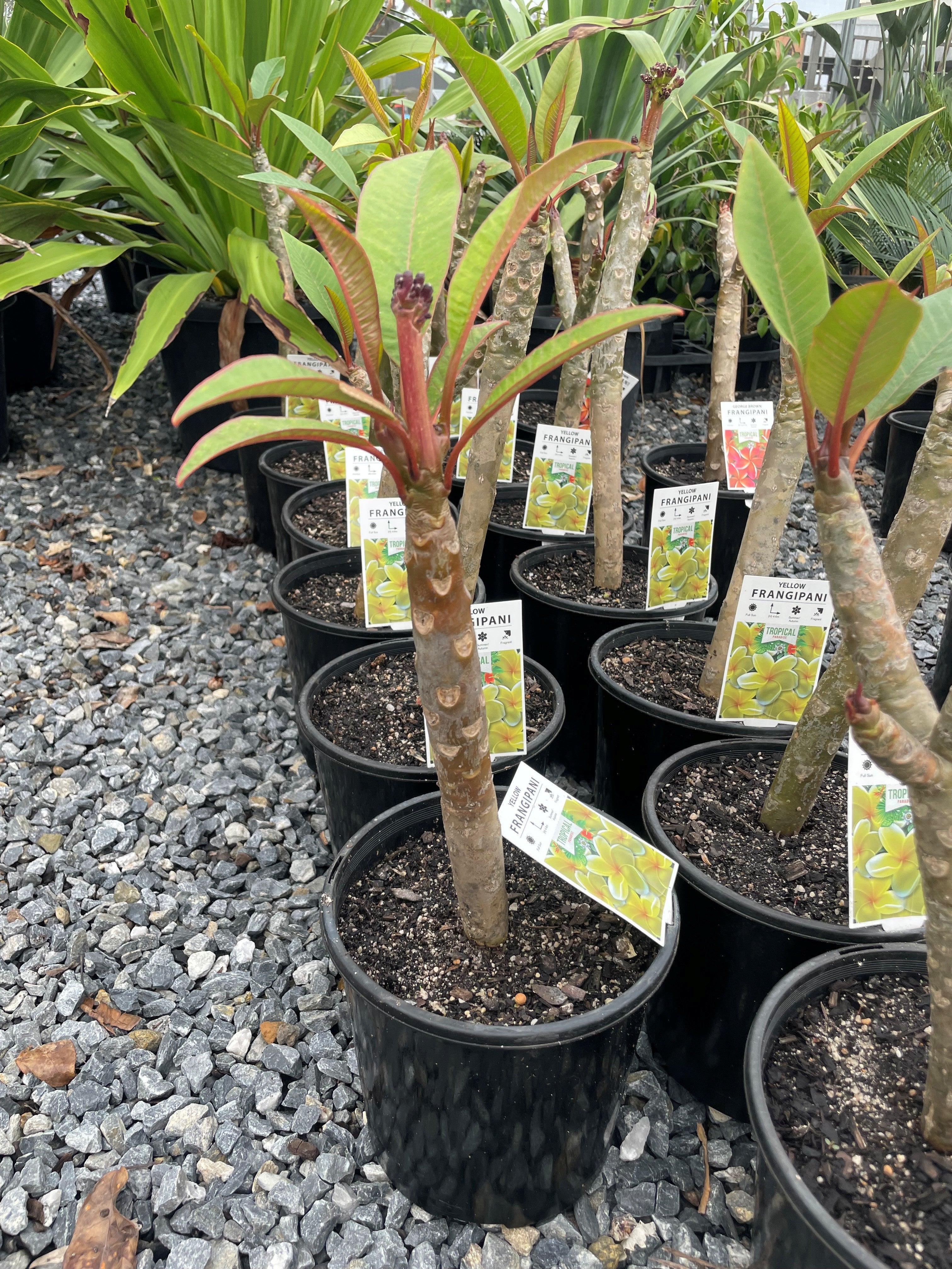Buy Plumeria Yellow Frangipani Island Dream Darwin | Adelaide Plant Co