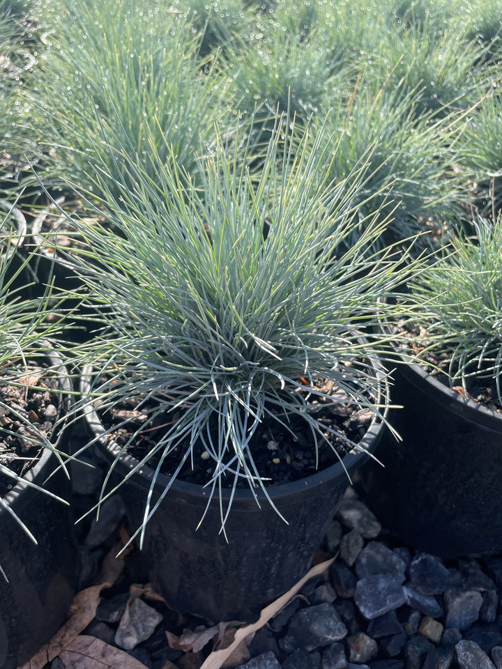 Poa australis 140mm Pot for sale Adelaide Plant Co