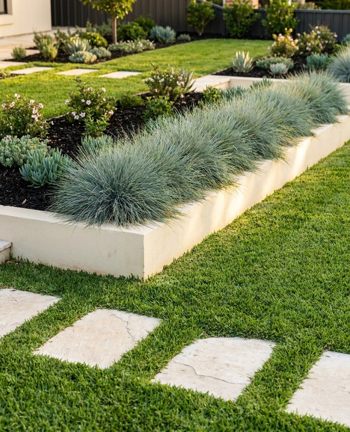 Poa australis massed as a groundcover spilling over a low retaining wall in an Adelaide garden.