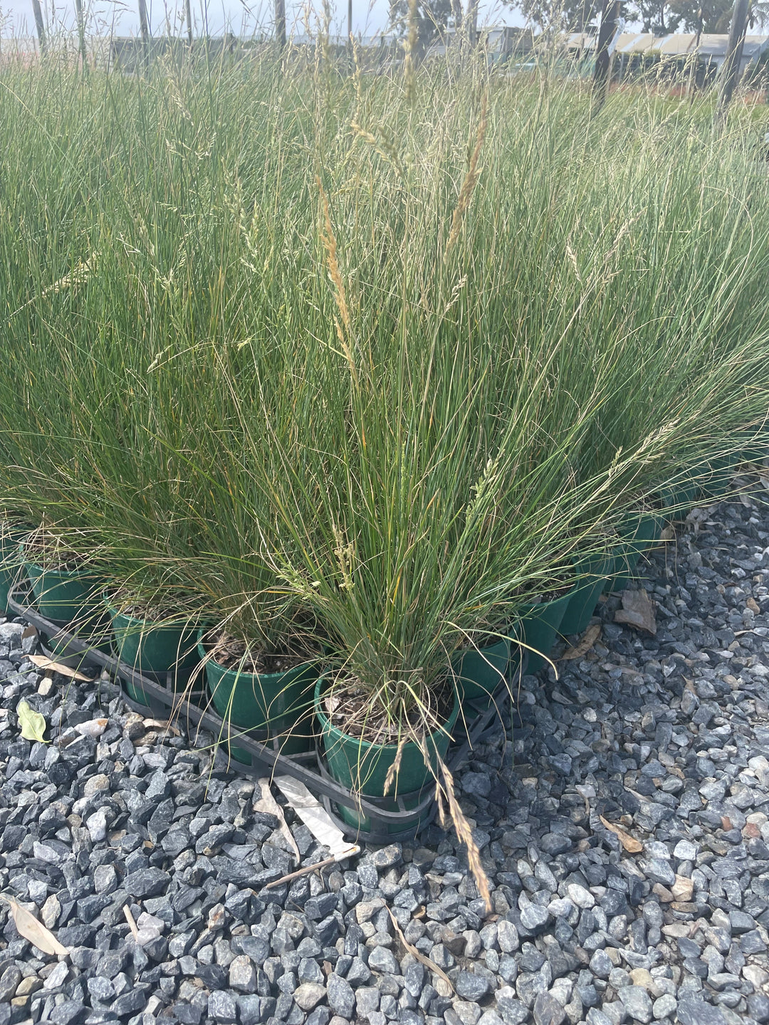 Poa labillardieri for sale Adelaide Plant Co