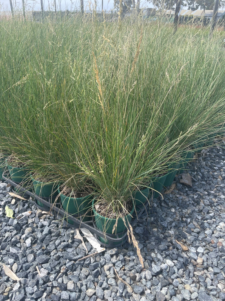 Poa labillardieri for sale Adelaide Plant Co