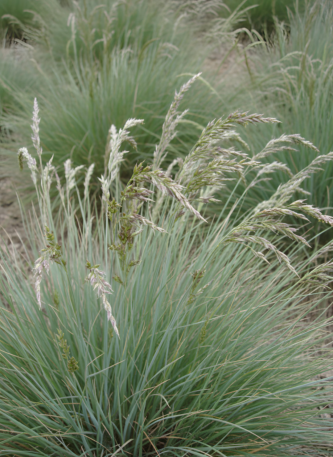 Poa Poiformis / Australis 140mm Pot for sale Adelaide Plant Co