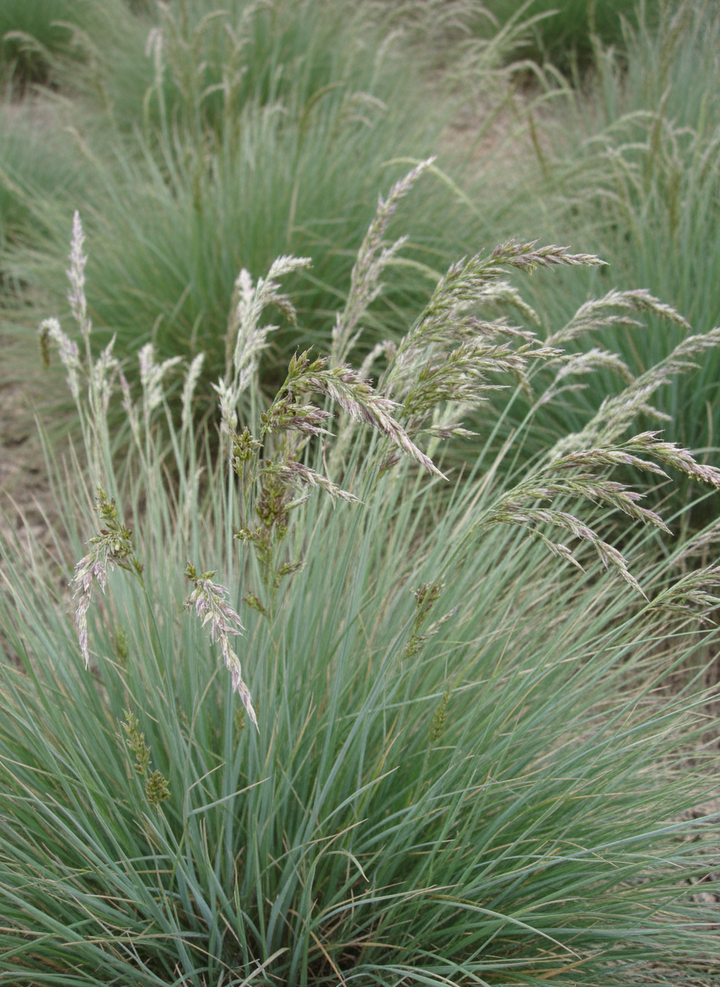 Poa Poiformis
