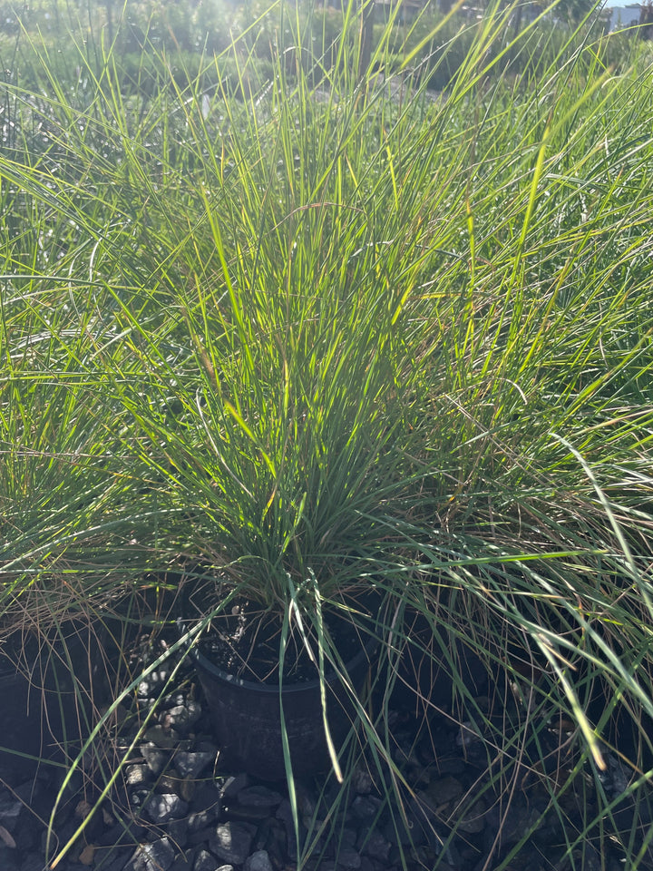 Poa Poiformis 140mm Pot for sale Adelaide Plant Co