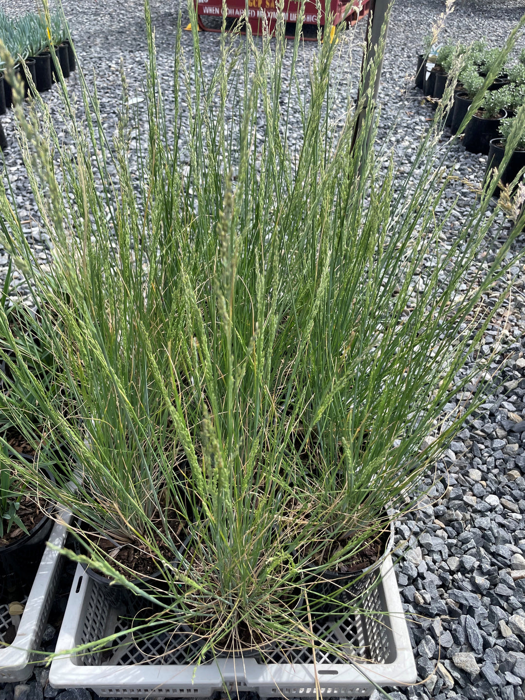 Poa poiformis &