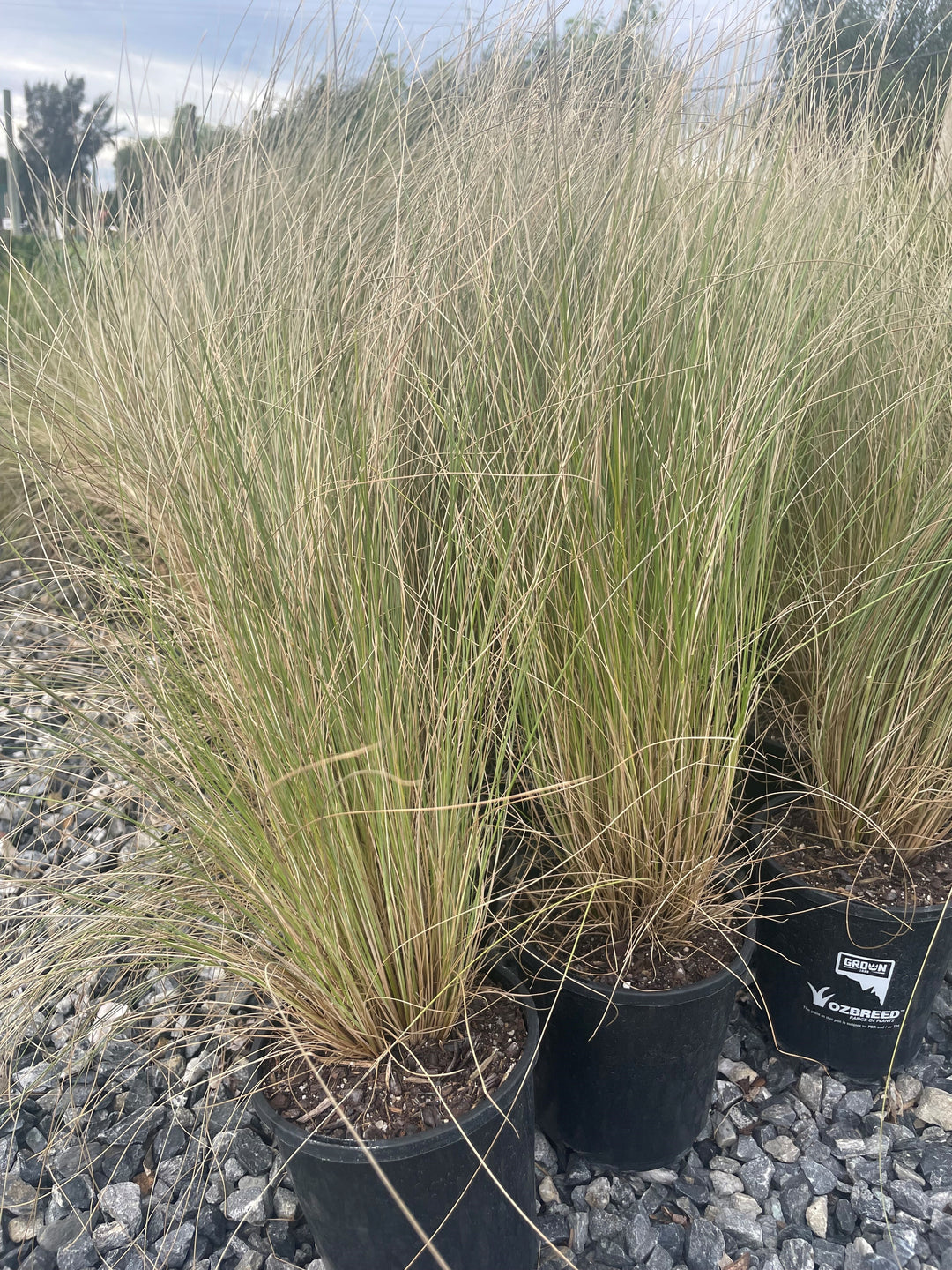 Poa spp &