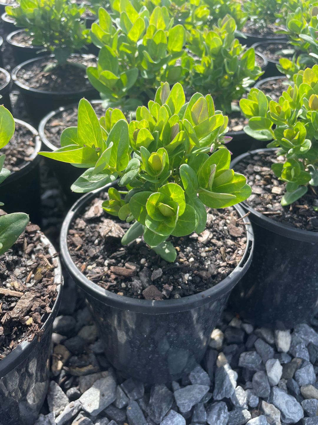 Polygala Myrtifolia 'Little Polly'