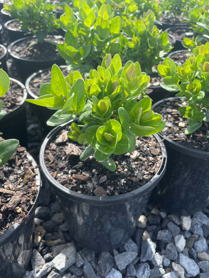 Polygala Myrtifolia 'Little Polly'