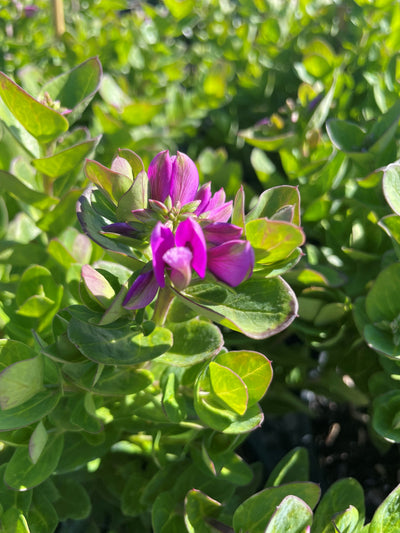 Polygala Myrtifolia 'Little Polly' 140mm Pot for sale Adelaide Plant Co