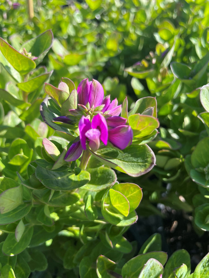 Polygala Myrtifolia 'Little Polly'