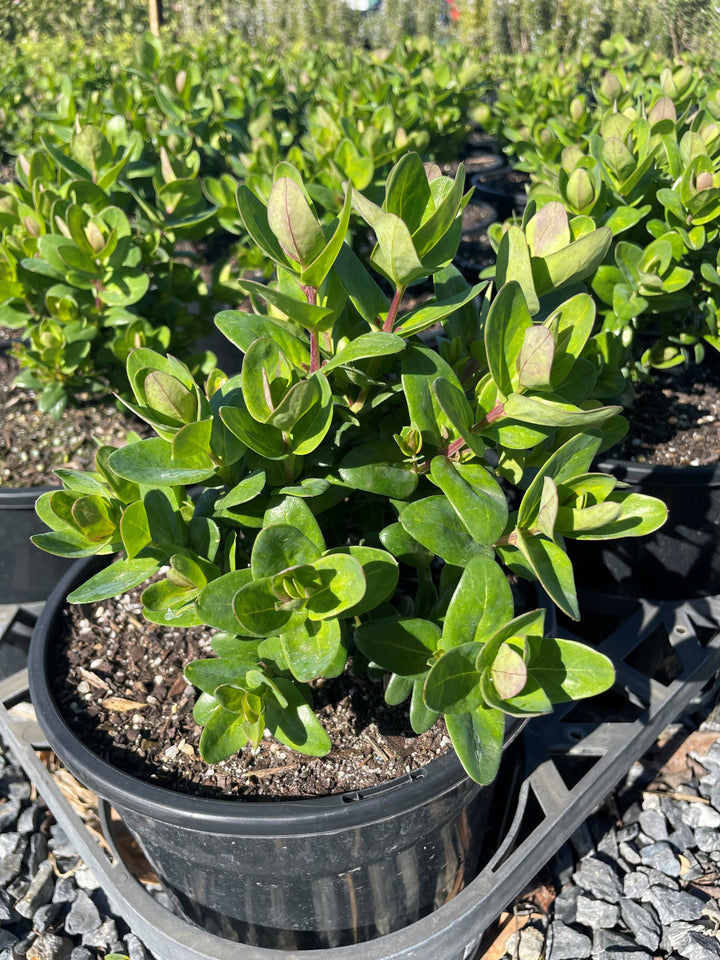 Polygala Myrtifolia 'Little Polly'