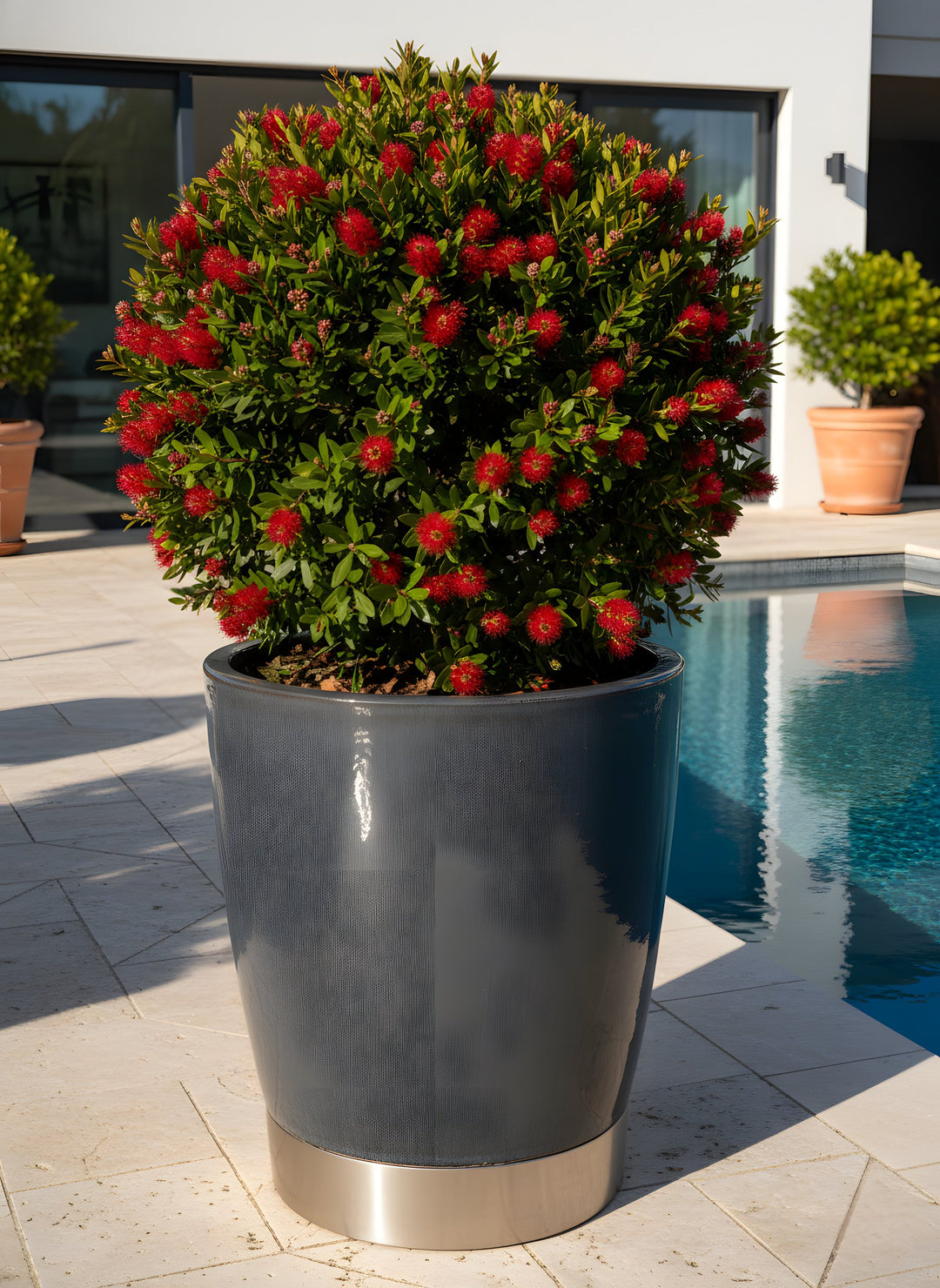 TOPIARY / Metrosideros excelsa 'Mini Christmas' (Sphere) 300mm Pot for sale Adelaide Plant Co