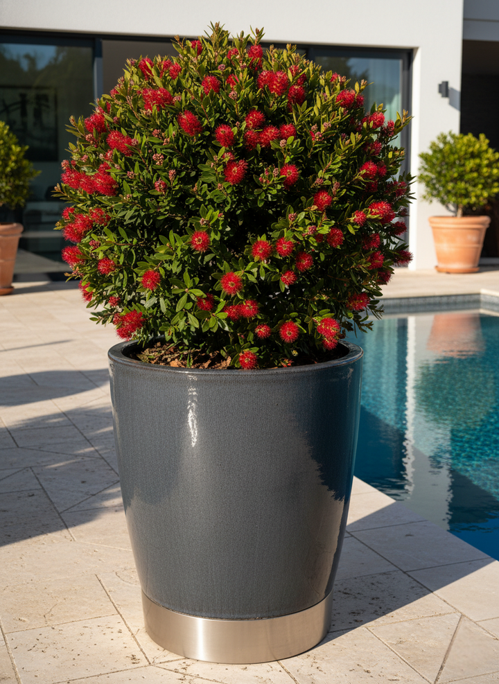 TOPIARY / Metrosideros excelsa 'Mini Christmas' (Sphere)