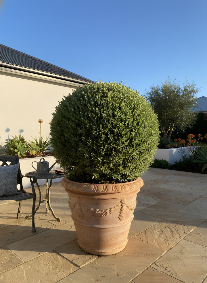 TOPIARY / Teucrium fruticans (Sphere) 300mm Pot for sale Adelaide Plant Co