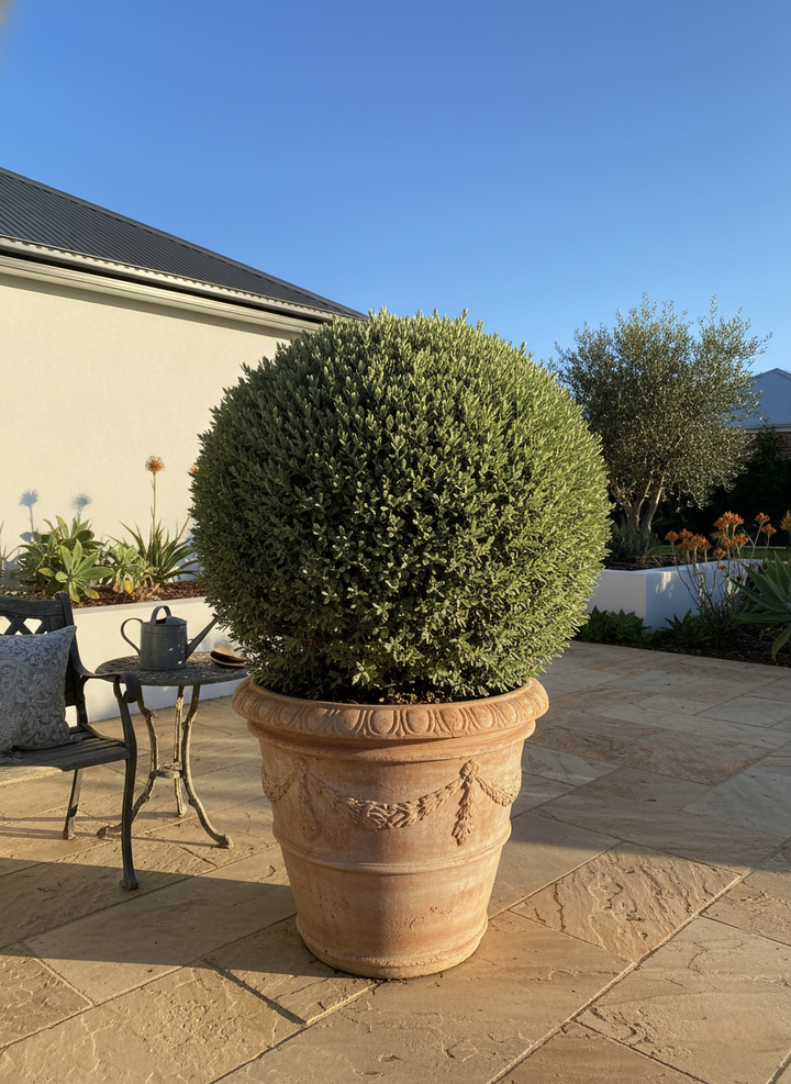 TOPIARY / Teucrium fruticans (Sphere)