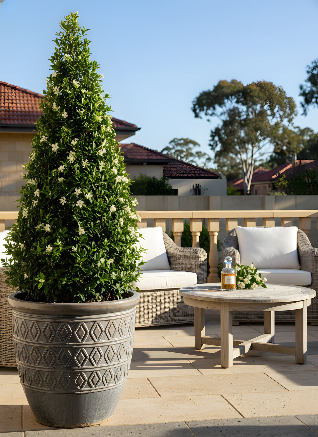 TOPIARY / Trachelospermum jasminoides (Cones) 500mm Pot for sale Adelaide Plant Co