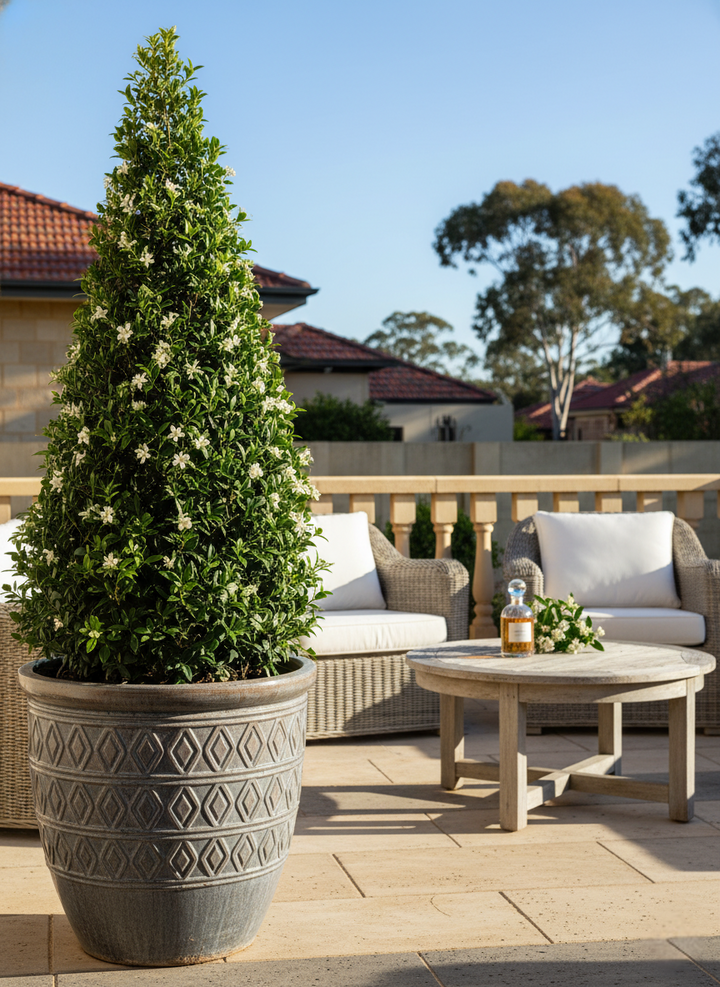 TOPIARY / Trachelospermum jasminoides (Cones)