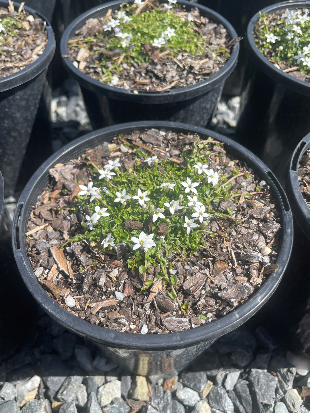 Pratia pedunculata 140mm Pot for sale Adelaide Plant Co