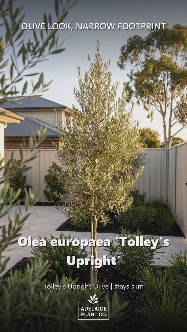 OLIVE / Olea Europaea &