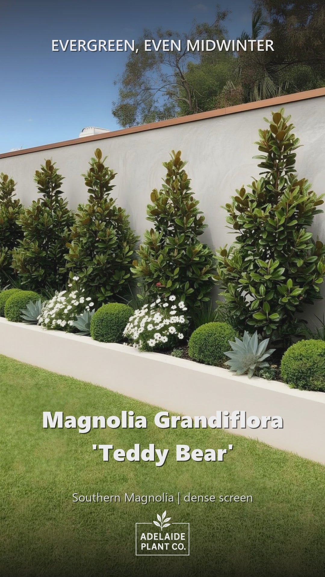 Magnolia Grandiflora &