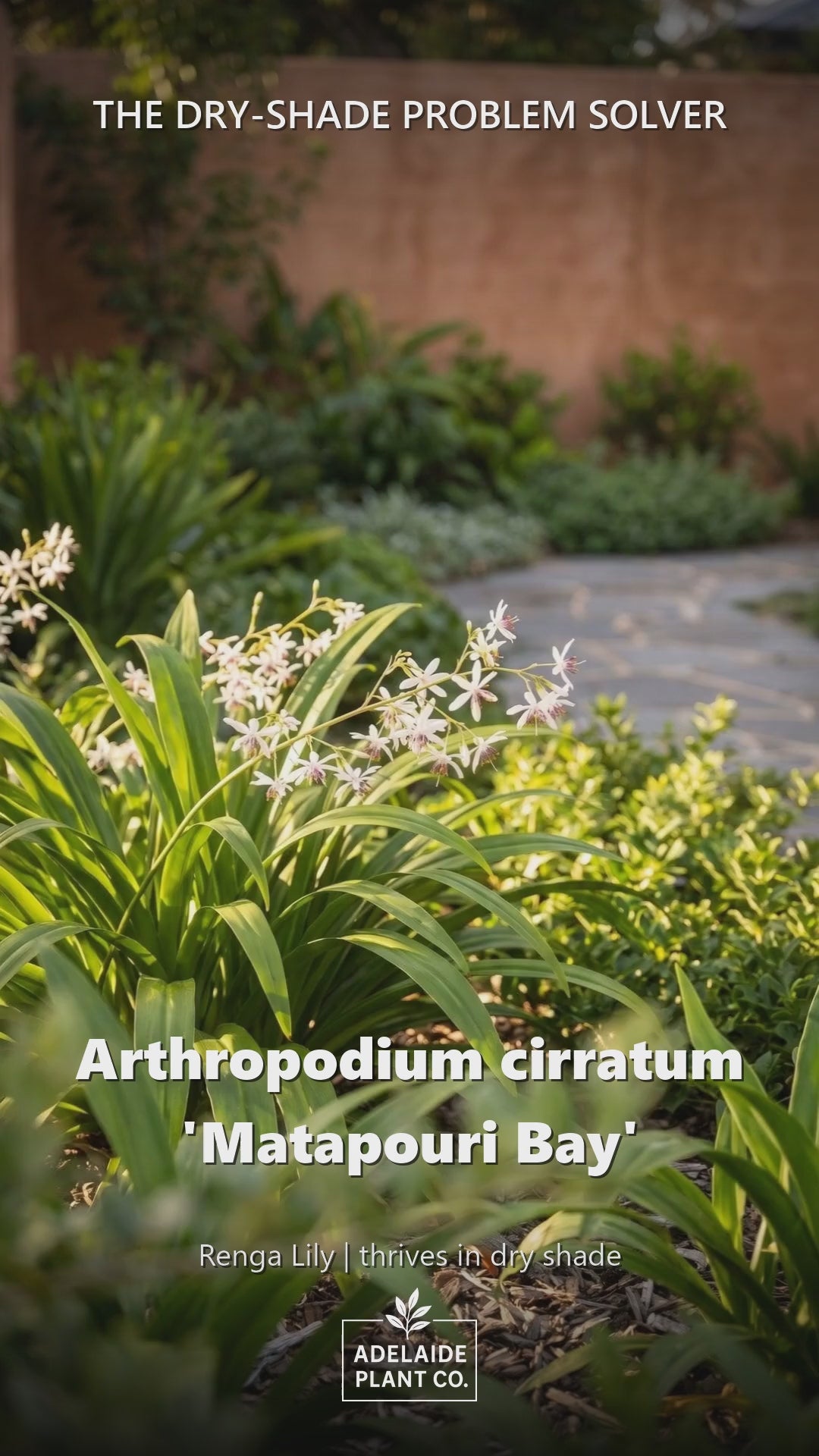 Arthropodium Cirratum &