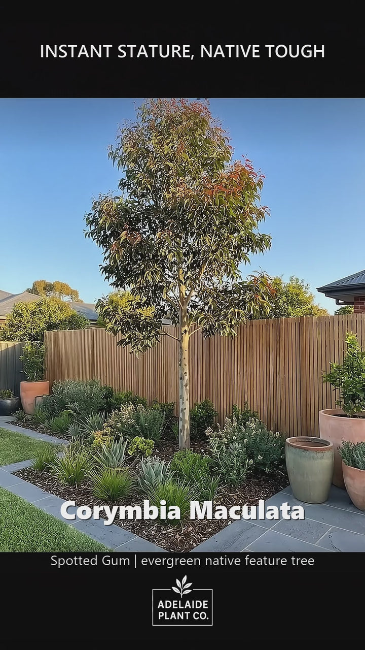 Corymbia Maculata in an Adelaide garden