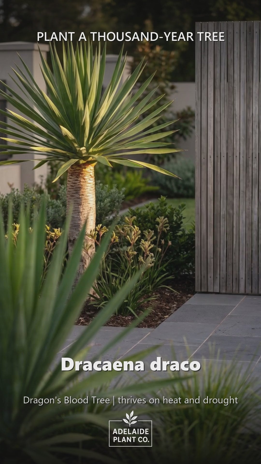 Dracaena Draco — Dragon&
