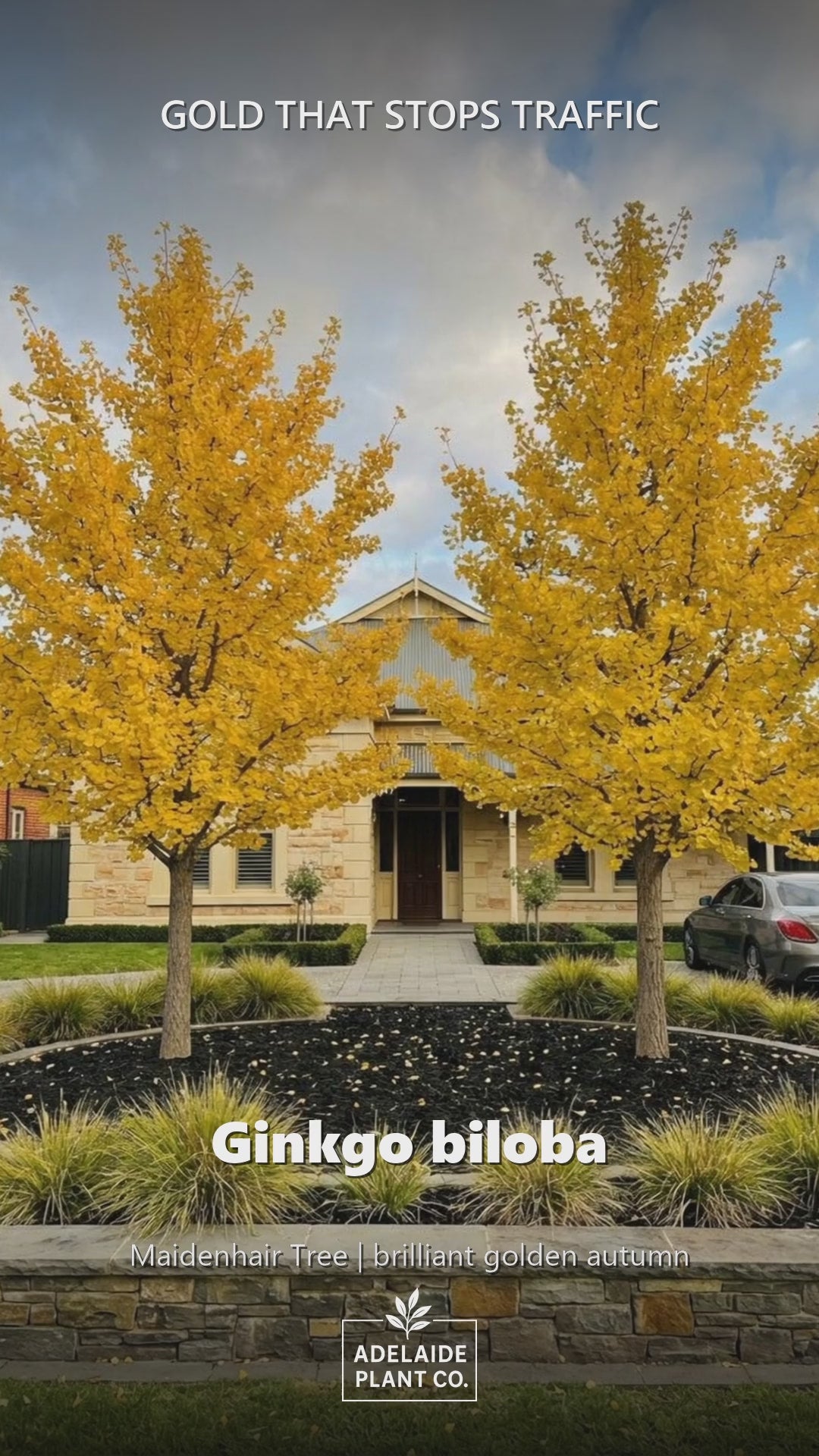 Ginkgo Biloba — Maidenhair Tree in an Adelaide garden