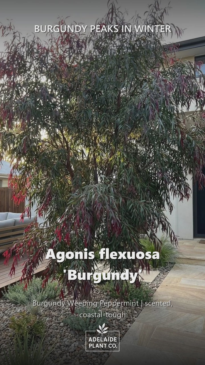 Agonis Flexuosa &