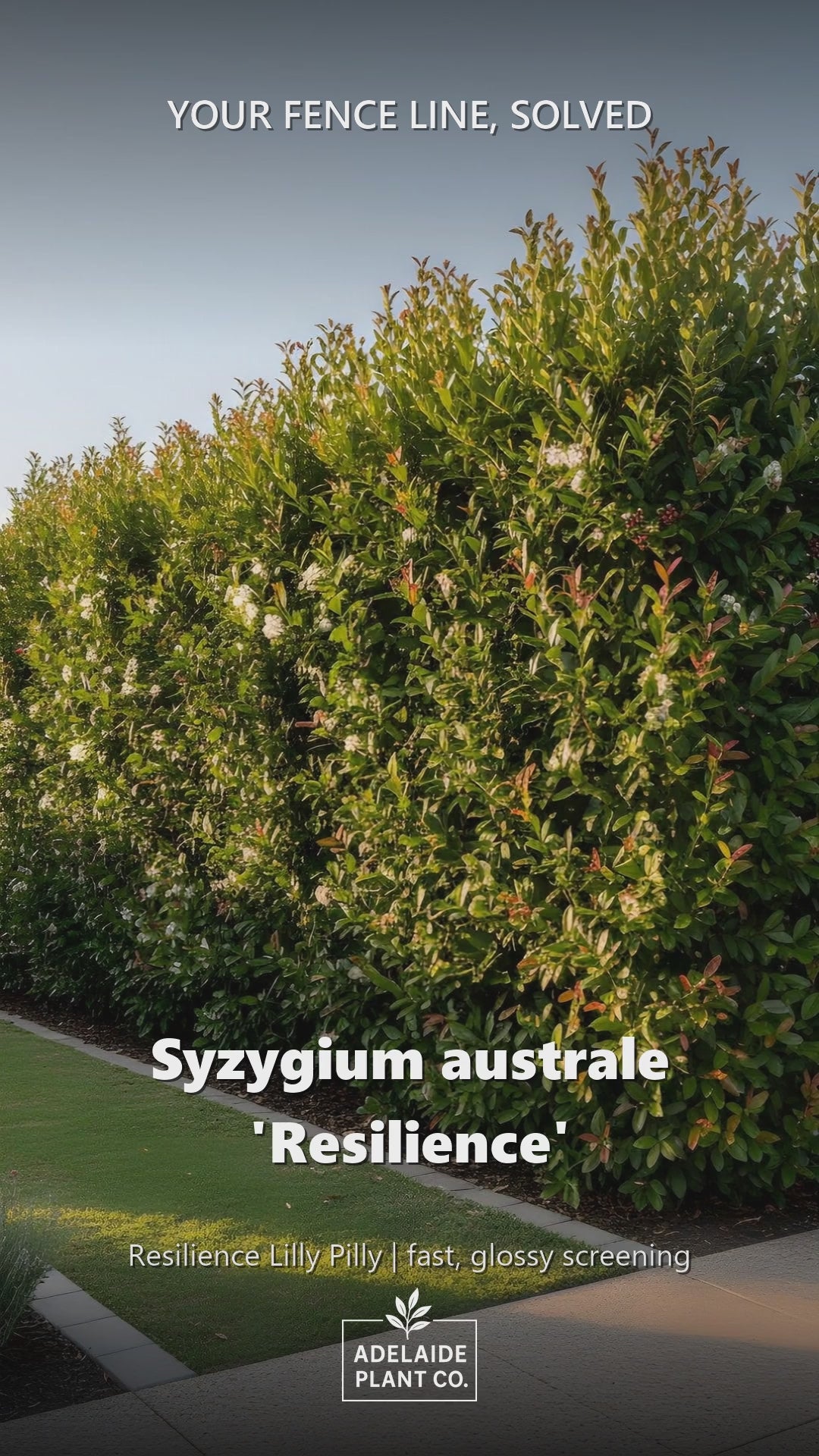 Syzygium Australe &
