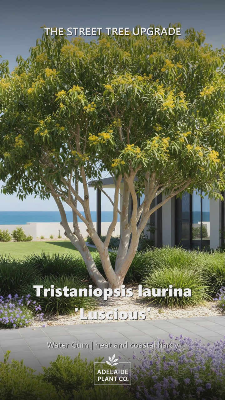 Tristaniopsis Laurina &