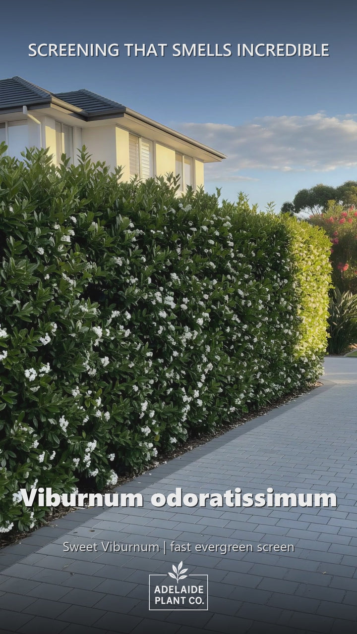 Viburnum Odoratissimum — Sweet Viburnum / Fragrant Viburnum in an Adelaide garden