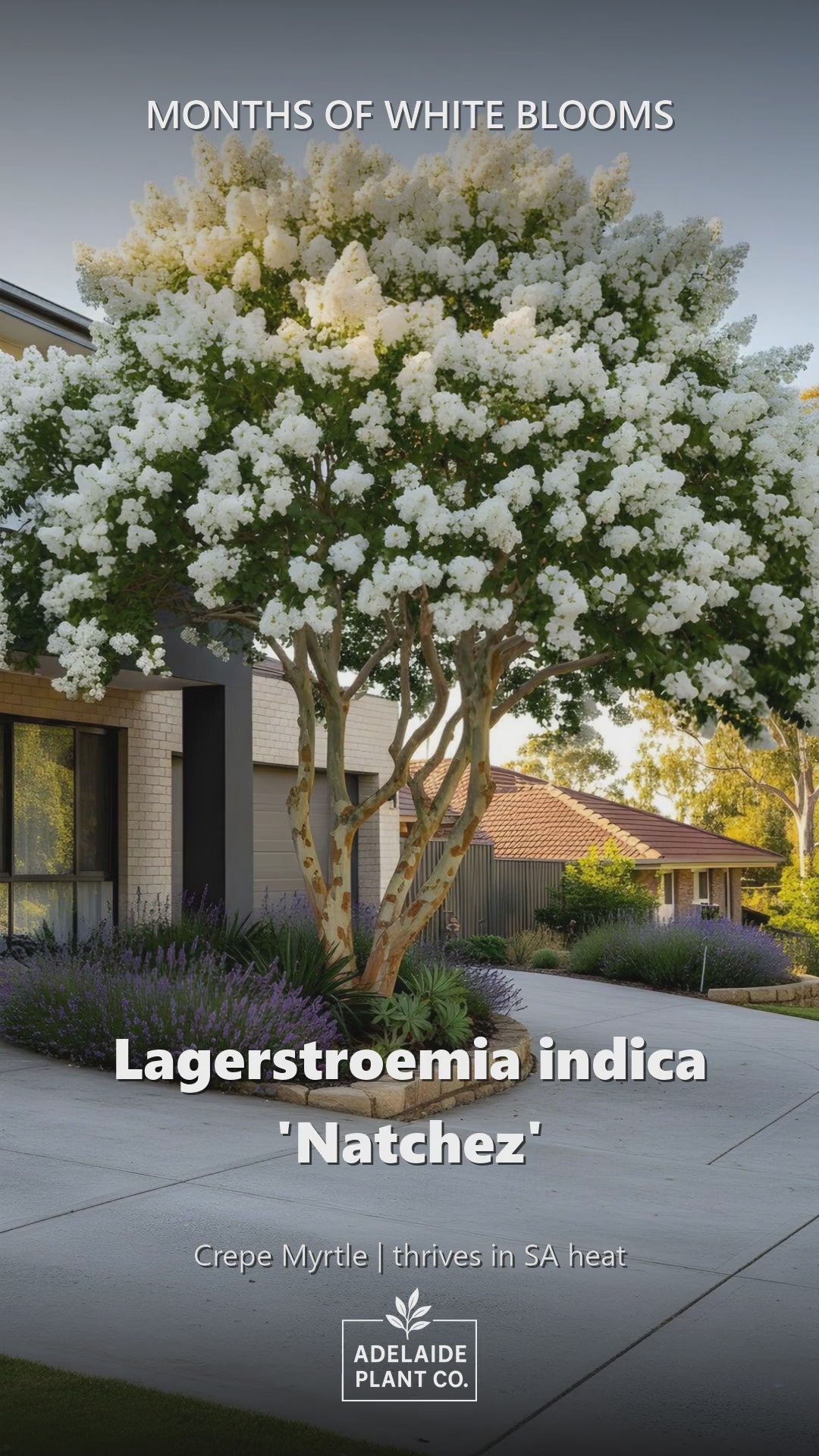 Lagerstroemia Indica &