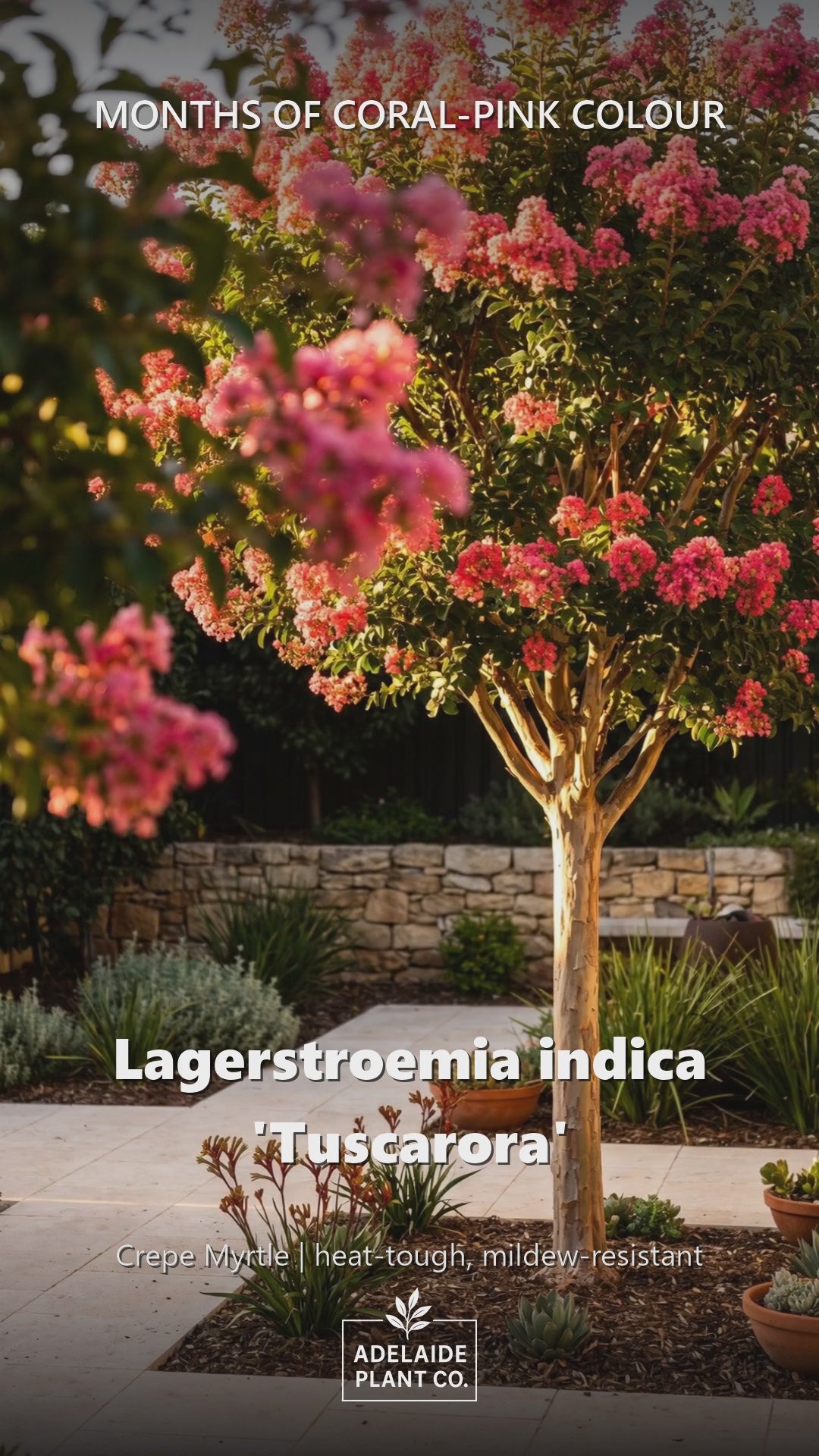 Lagerstroemia Indica &