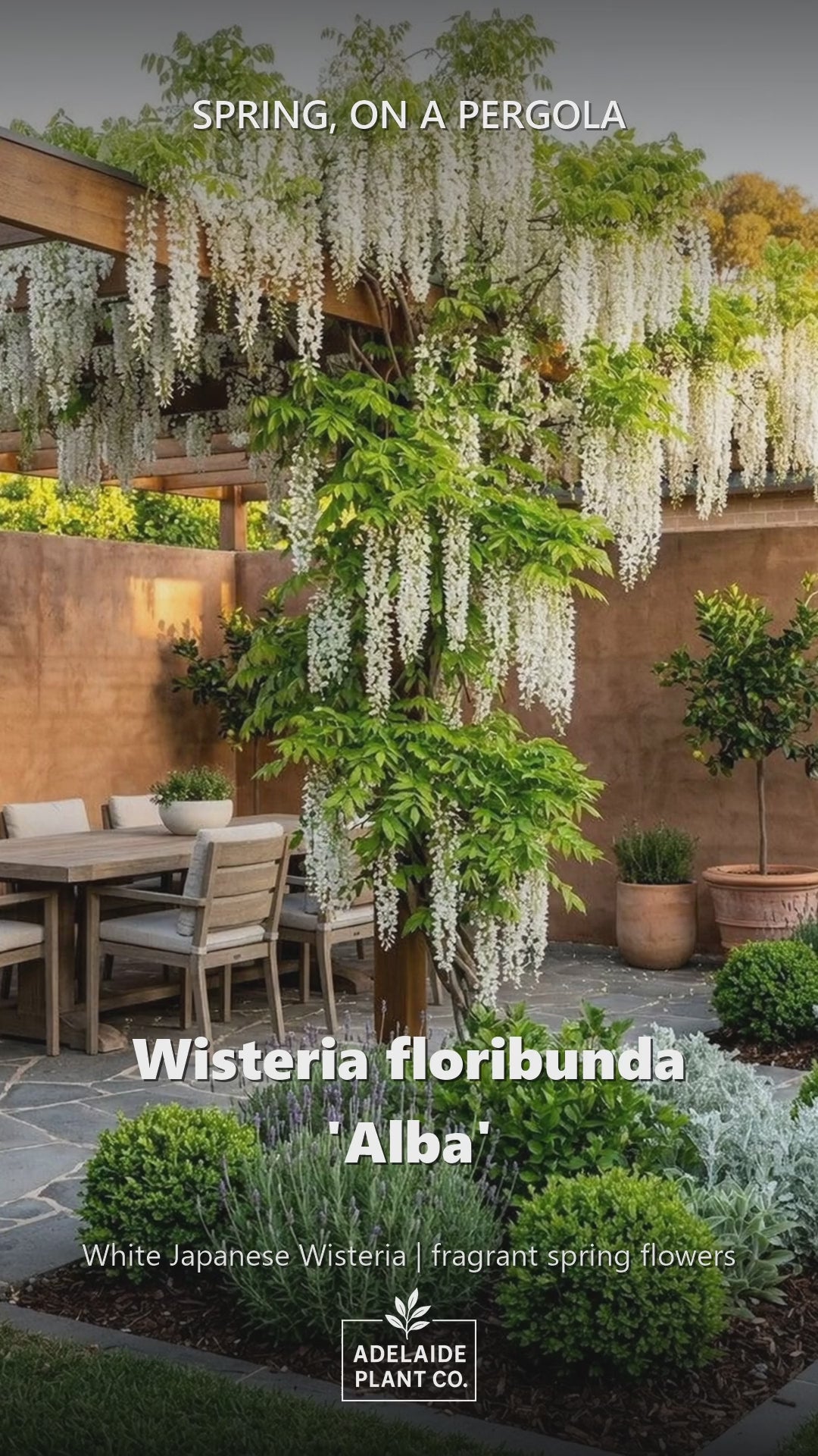 Wisteria floribunda Alba in an Adelaide garden