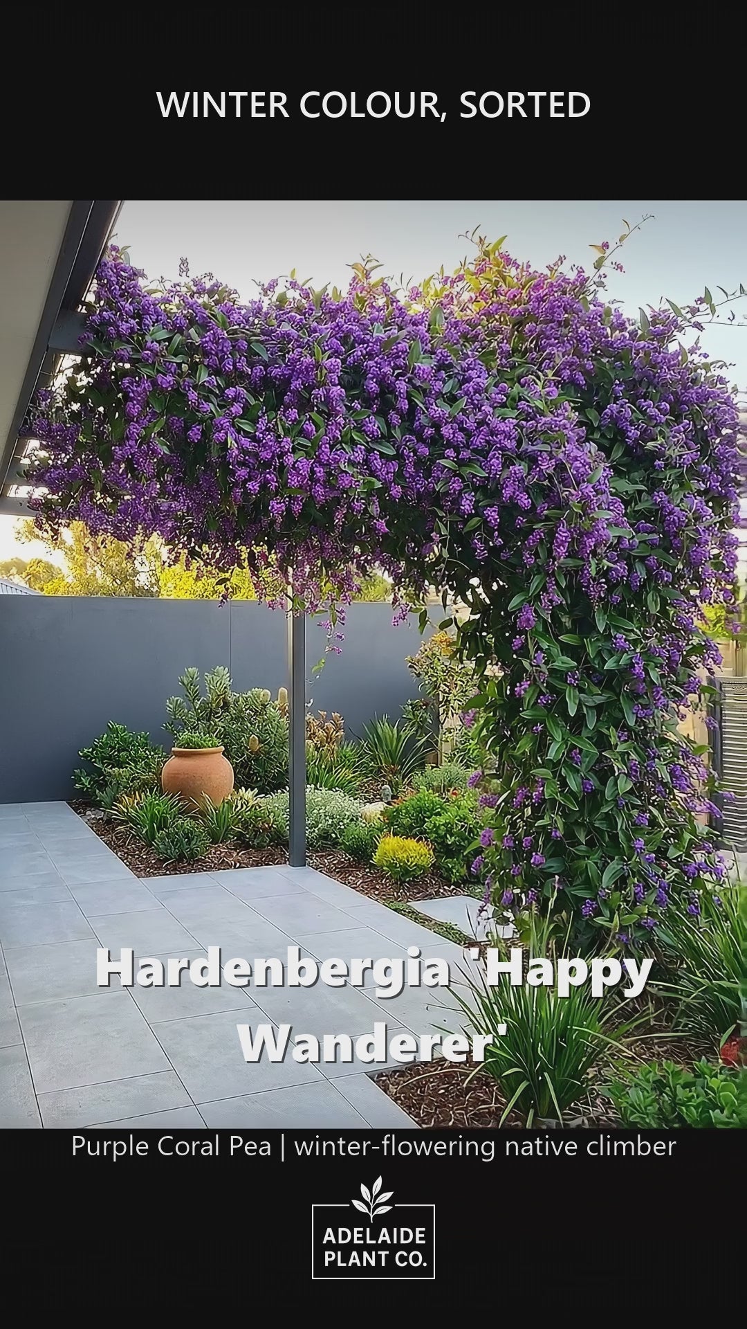 Hardenbergia violacea &