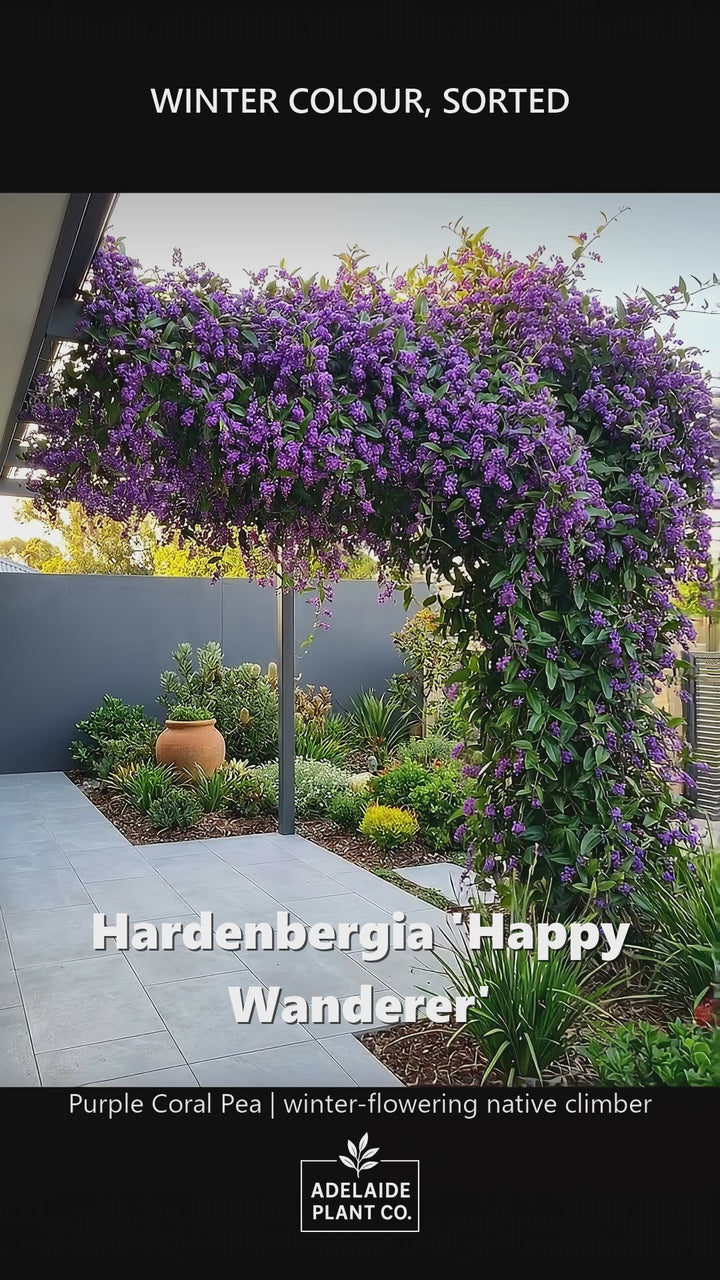 Hardenbergia violacea &