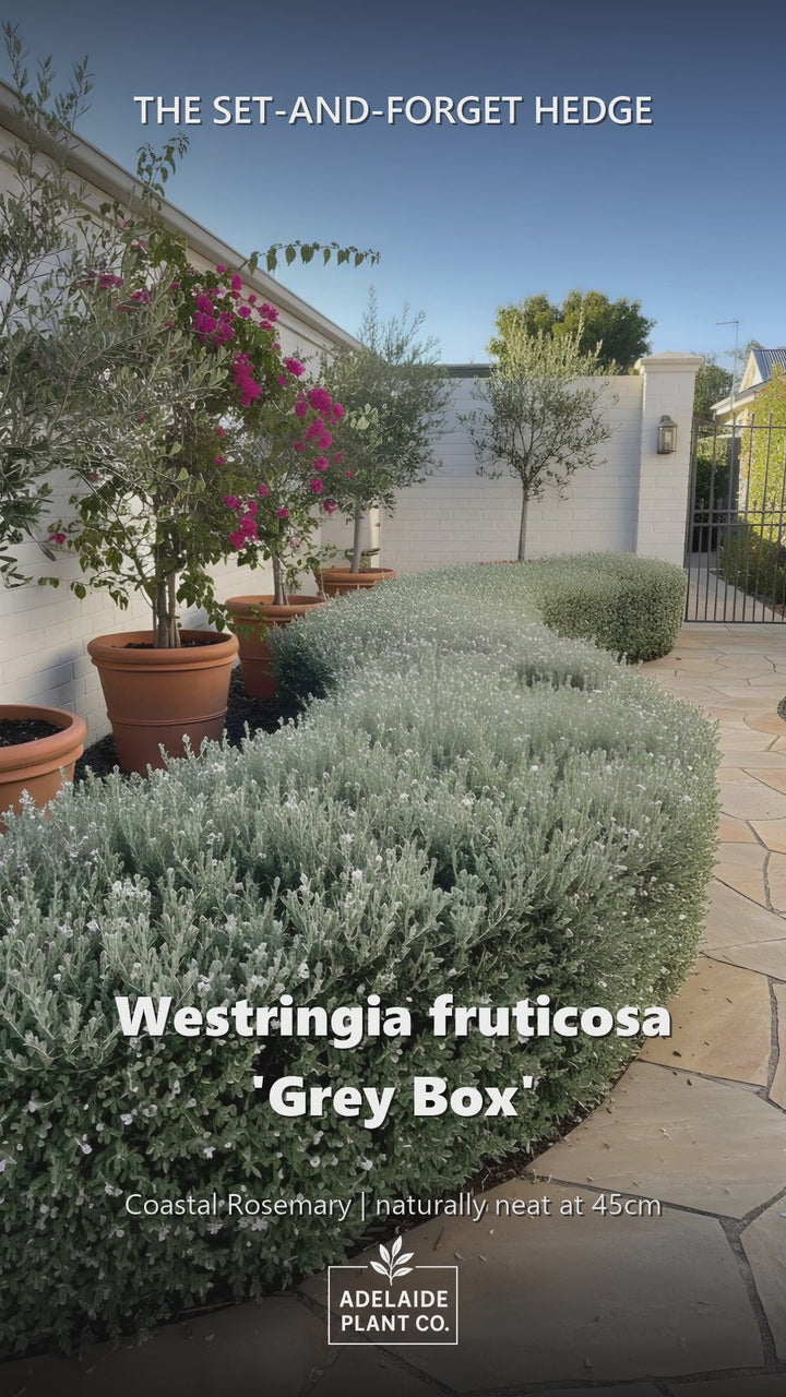Westringia Fruticosa &