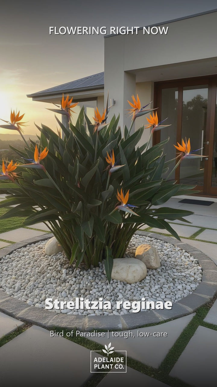 Strelitzia Reginae in an Adelaide garden