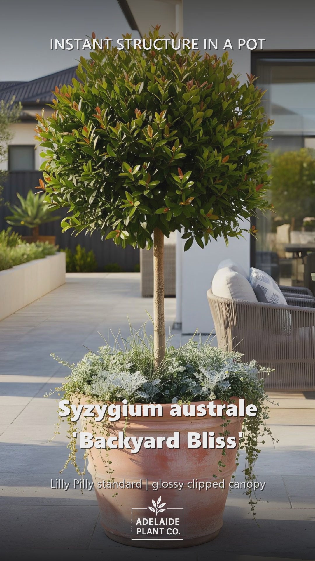 STANDARD / Syzygium australe &