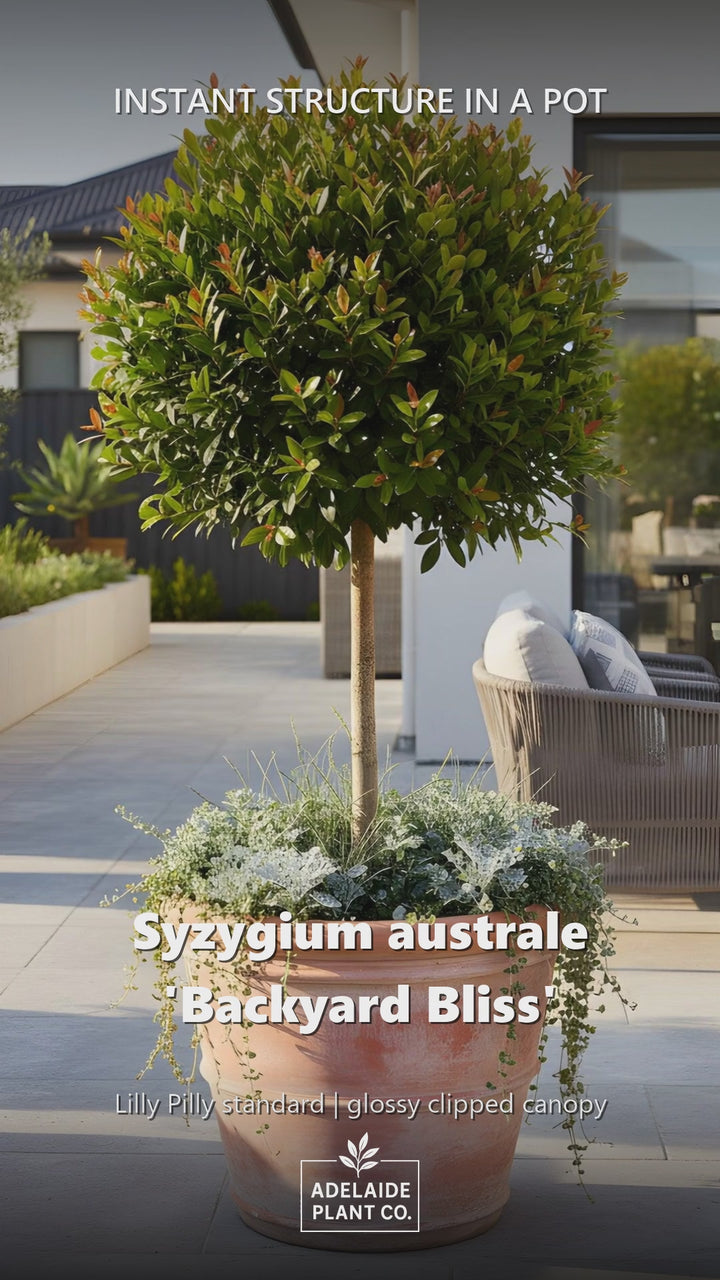 STANDARD / Syzygium australe &