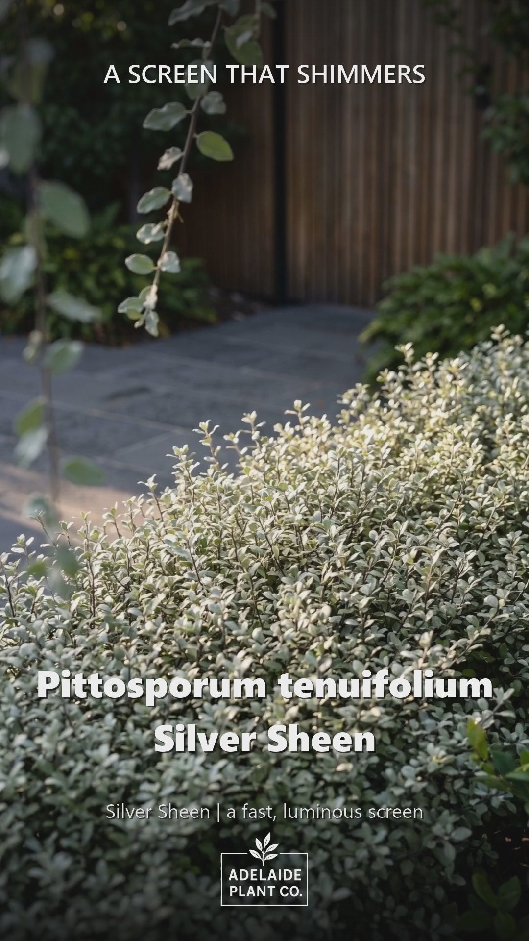 Pittosporum Tenuifolium &