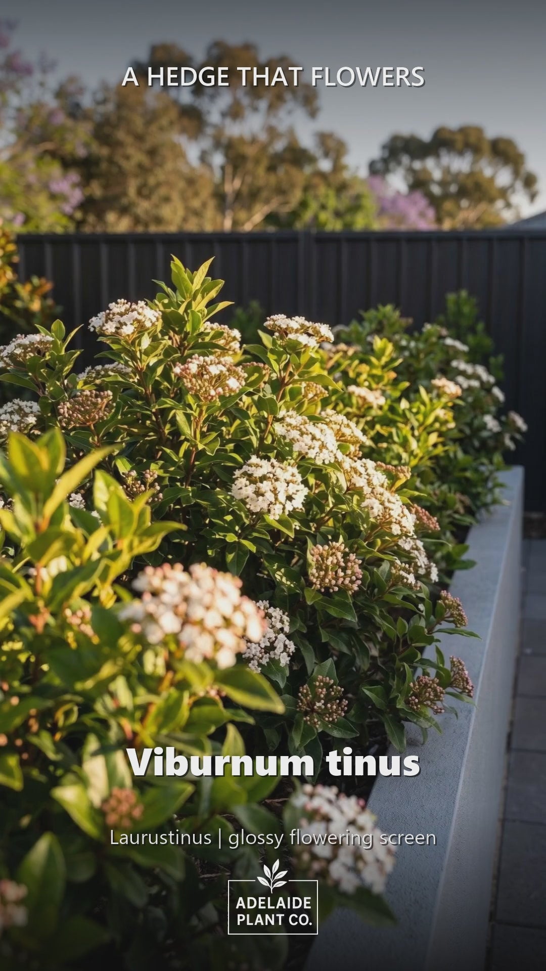 Viburnum Tinus in an Adelaide garden