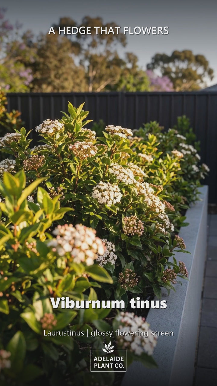 Viburnum Tinus in an Adelaide garden