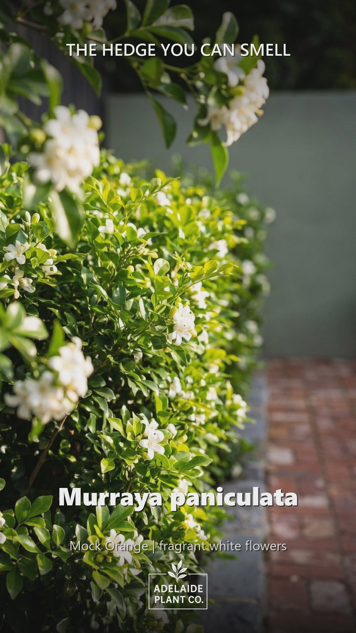 Murraya Paniculata in an Adelaide garden