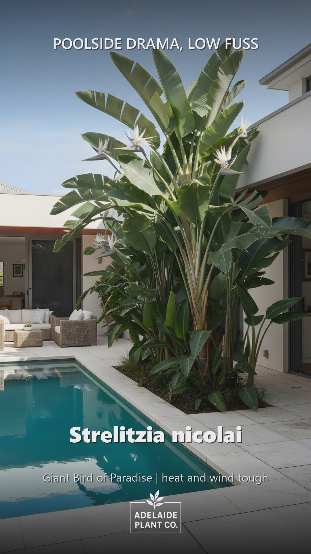Strelitzia Nicolai — Giant White Bird of Paradise in an Adelaide garden