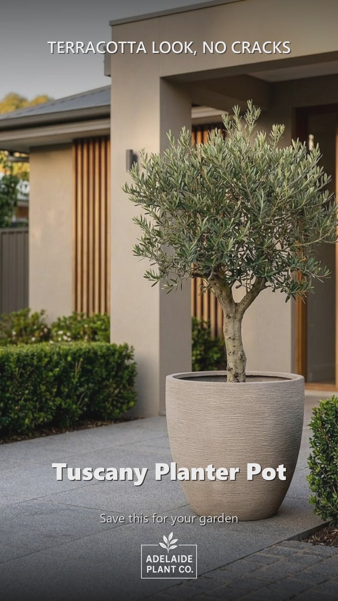 Tuscany Planter Pot in an Adelaide garden