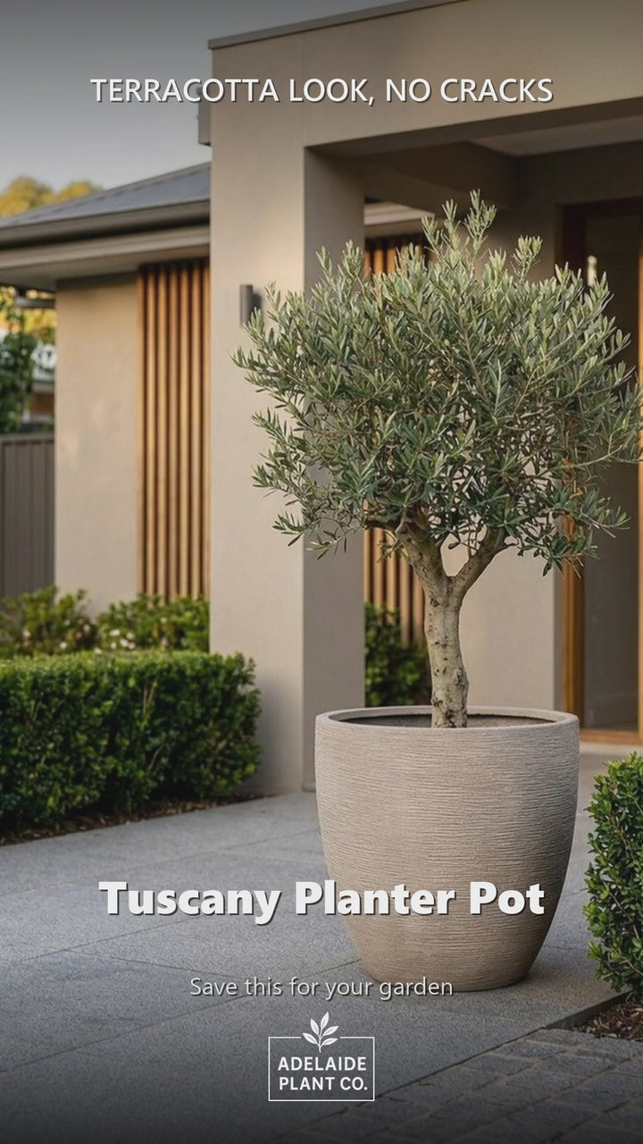 Tuscany Planter Pot in an Adelaide garden