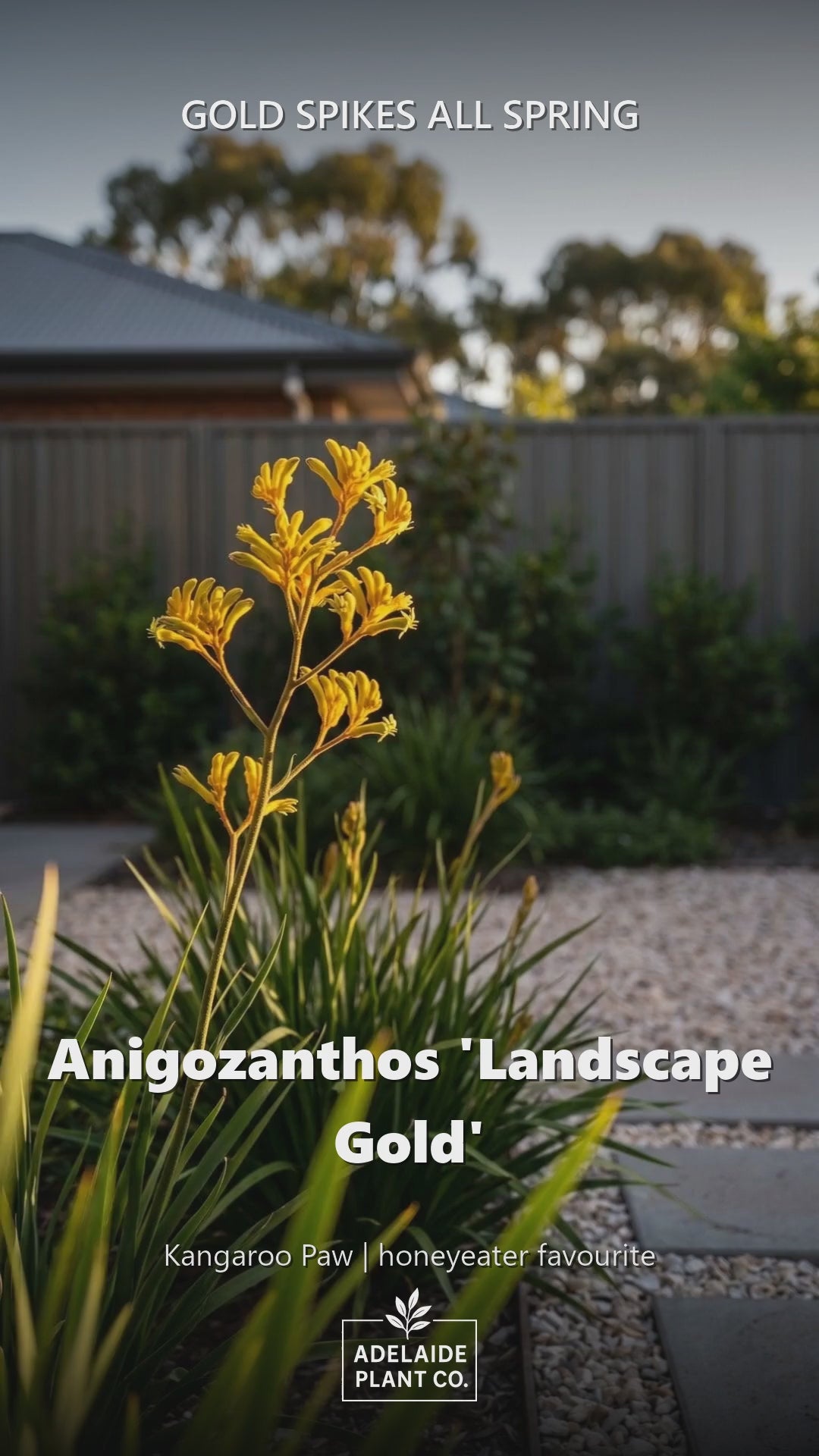 Anigozanthos &